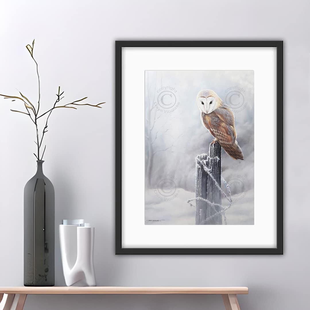 Barn Owl 'Peering through the hoar frost' - Image 3