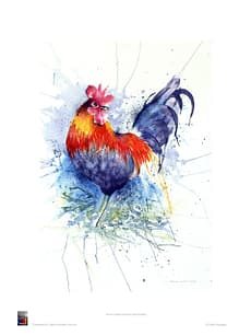 Cockerel