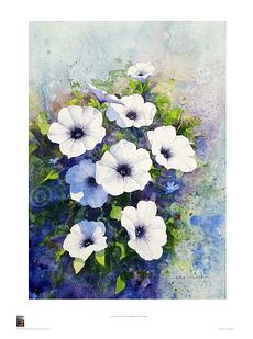 Petunias