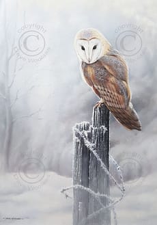 'Peering through the Hoar Frost'