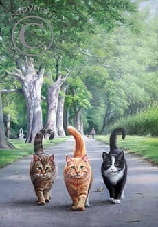 The Cool Cat Pack