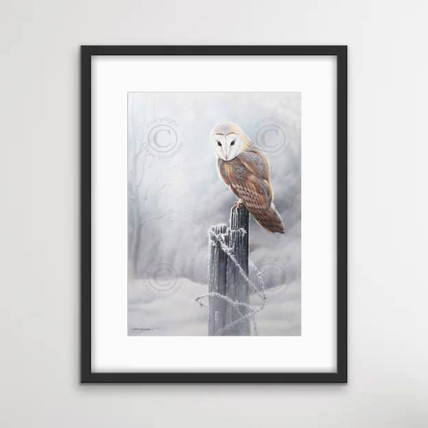 Barn Owl 'Peering through the hoar frost' - Image 2