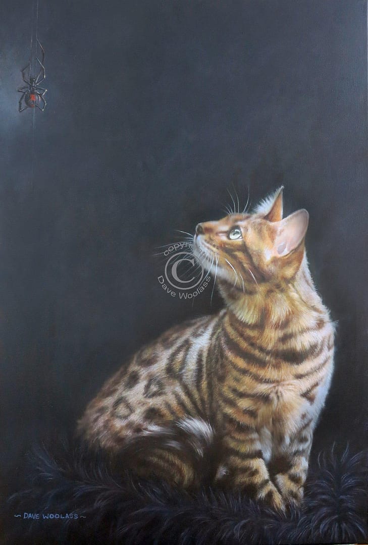 Bengal Cat