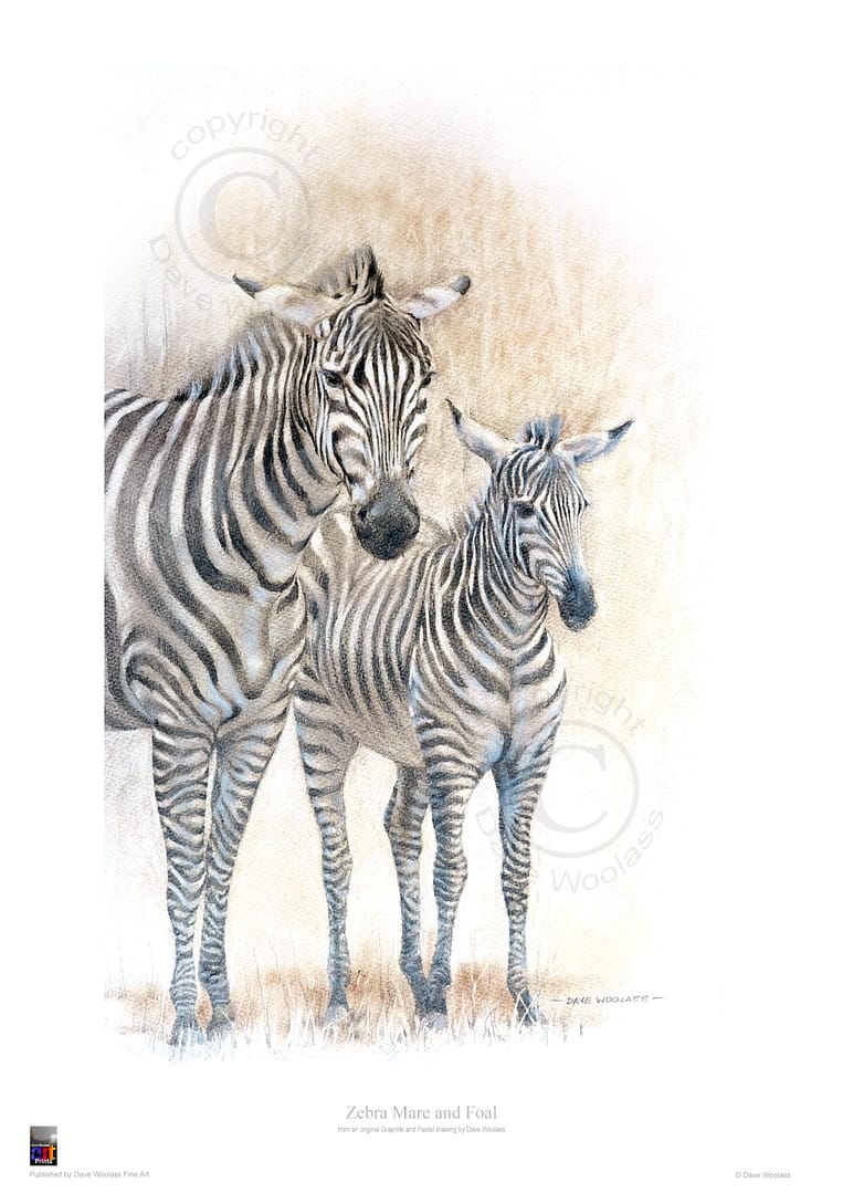 Zebra Mare and Foal