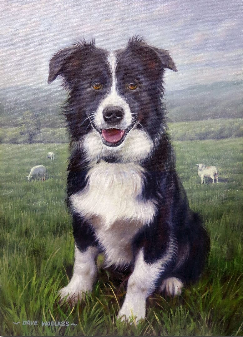 Trainee Shepherd