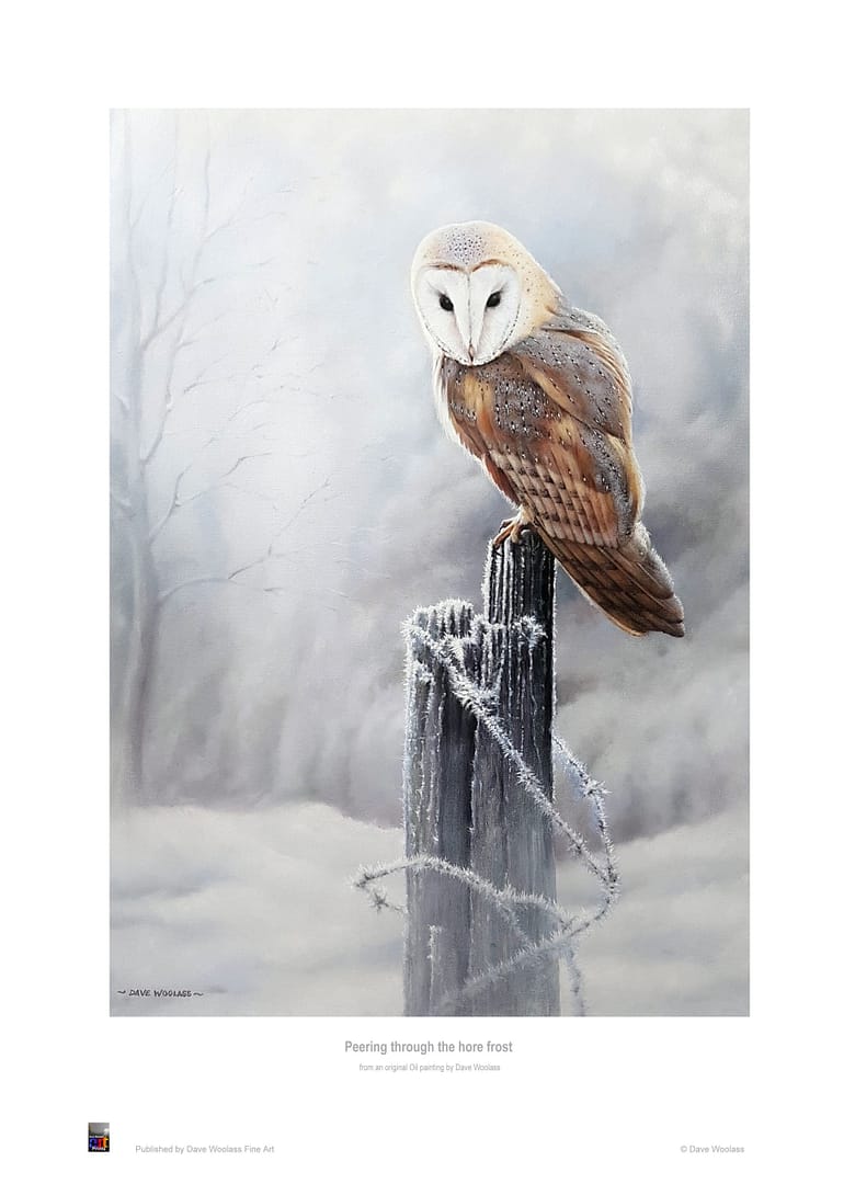 Barn Owl 'Peering through the hoar frost'